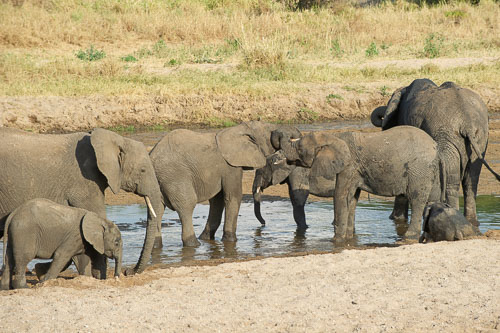 Elefant _DSC7949.jpg