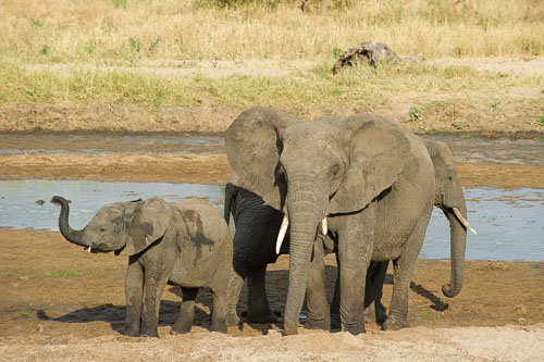 Elefant _DSC7950.jpg