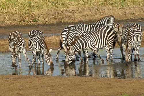 Plains Zebra (Steppenzebra) _DSC7964.jpg