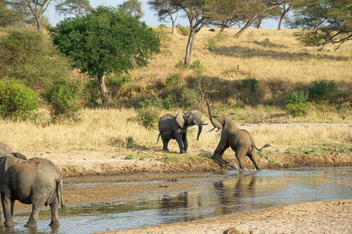 Elefant _DSC7972.jpg