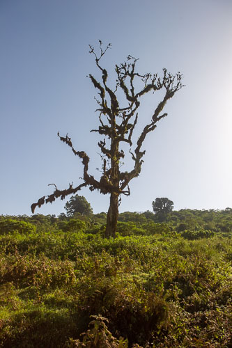 _DSC8009.jpg _DSC8009.jpg