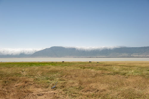 Black-headed Heron _DSC8065-180803-2475.jpg