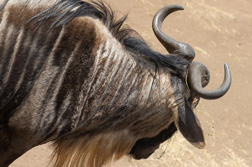 Wildebeest (Streifengnu) _DSC8085.jpg