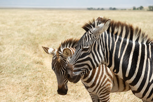 Plains Zebra (Steppenzebra) _DSC8102.jpg
