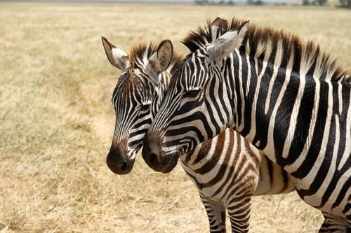 Plains Zebra (Steppenzebra) _DSC8103-180803-2494.jpg