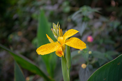 _DSC8225.jpg _DSC8225.jpg