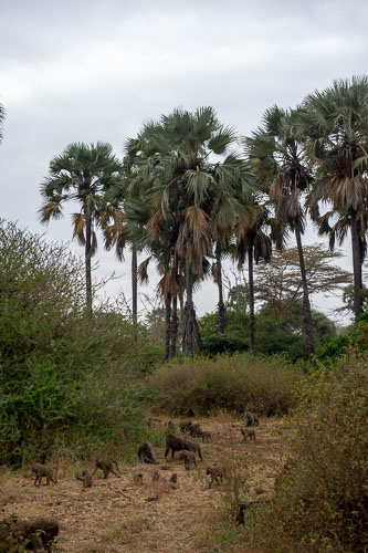 Savanna Baboon (Steppenpavion) _DSC8226.jpg
