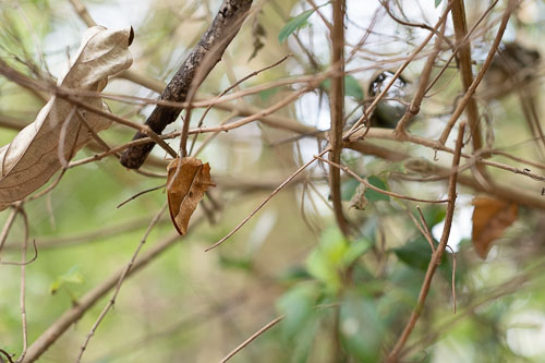 Mimikry _HMR4374.jpg