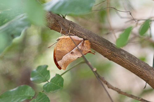 Mimikry _HMR4375-180723-2337.jpg