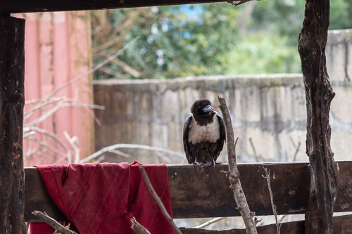 _HMR4443.jpg _HMR4443.jpg