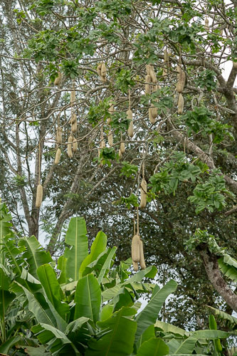 Salamibaum _HMR4453.jpg