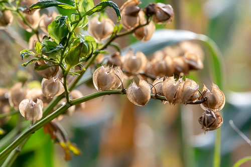 _HMR4771.jpg _HMR4771.jpg