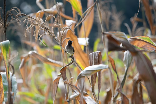 _HMR4781.jpg _HMR4781.jpg