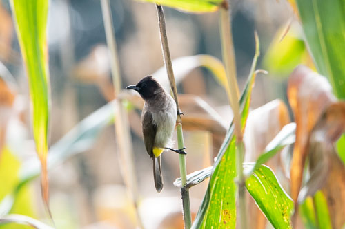 _HMR4790.jpg _HMR4790.jpg