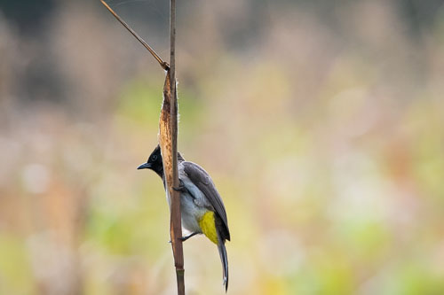 _HMR4827.jpg _HMR4827.jpg