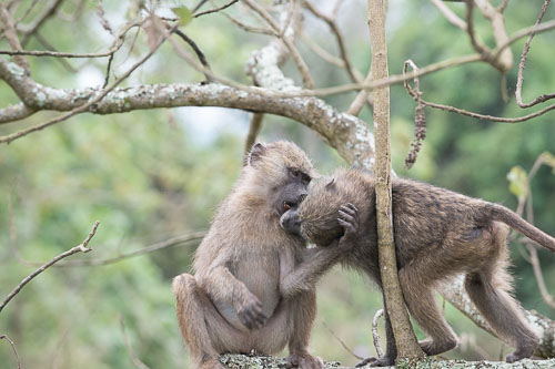 Savanna Baboon (Steppenpavian) _HMR5112.jpg