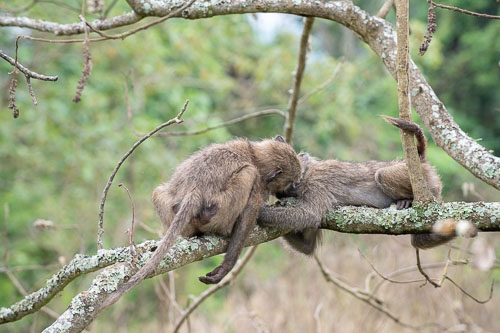 Savanna Baboon (Steppenpavian) _HMR5113.jpg