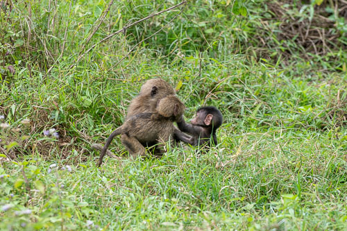 Savanna Baboon (Steppenpavian) _HMR5119.jpg