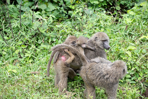 Savanna Baboon (Steppenpavian) _HMR5120-180731-2370.jpg