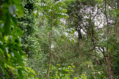 Guereza (Mantelaffe) _HMR5127.jpg