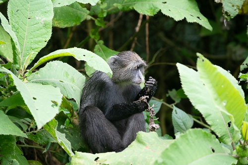 Guereza (Mantelaffe) _HMR5133.jpg