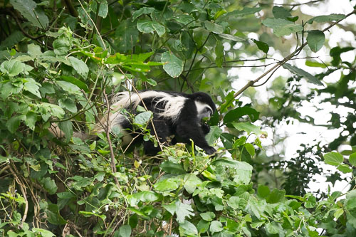 Guereza (Mantelaffe) _HMR5141.jpg