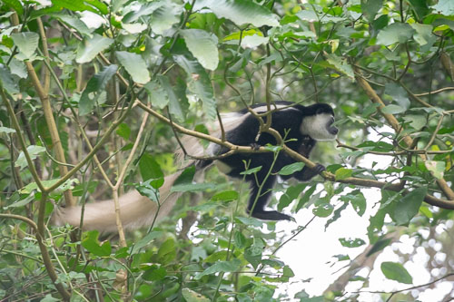 Guereza (Mantelaffe) _HMR5144.jpg