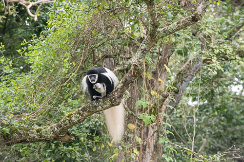 Guereza (Mantelaffe) _HMR5151.jpg