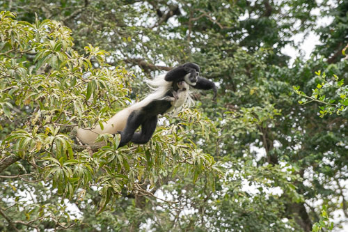 Guereza (Mantelaffe) _HMR5152.jpg