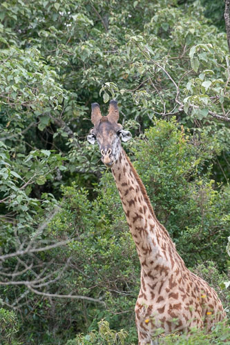 Giraffe _HMR5178.jpg