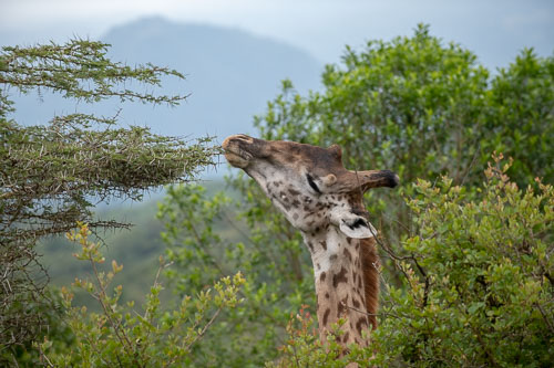 Giraffe _HMR5202.jpg