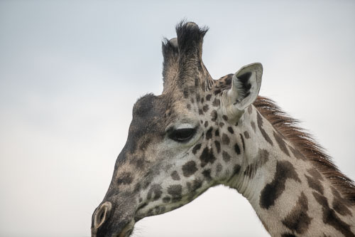 Giraffe _HMR5208.jpg