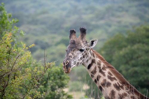 _HMR5210.jpg _HMR5210.jpg