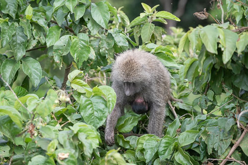 Savanna Baboon (Steppenpavian) _HMR5221.jpg