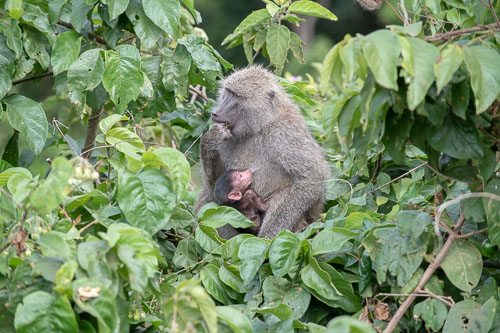 Savanna Baboon (Steppenpavian) _HMR5222.jpg