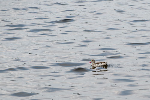 Cape Teal (Kapente) _HMR5272.jpg