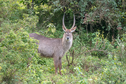 Waterbuck (Defassa Wasserbock) _HMR5275_ExtApp_1819.jpg