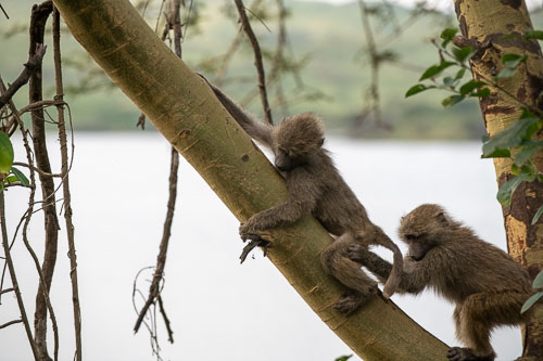 Savanna Baboon (Steppenpavian) _HMR5280.jpg
