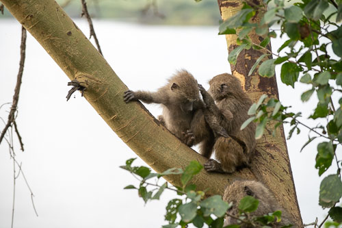 Savanna Baboon (Steppenpavian) _HMR5281.jpg