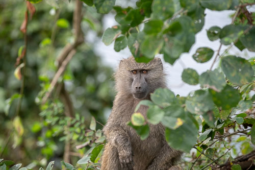 Savanna Baboon (Steppenpavian) _HMR5284.jpg