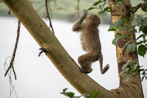Savanna Baboon (Steppenpavian) _HMR5285.jpg