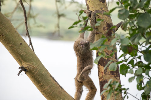 Savanna Baboon (Steppenpavian) _HMR5286.jpg