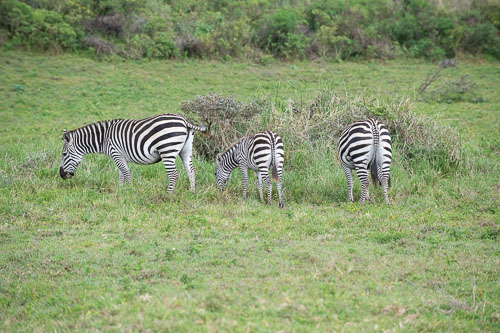 _HMR5294.jpg _HMR5294.jpg