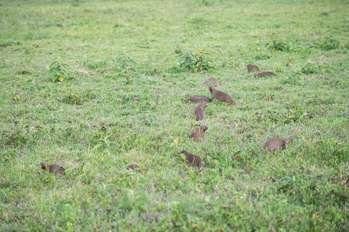 Banded Mongoose (Zebramanguste) _HMR5300.jpg