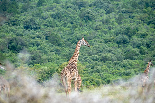 Giraffe _HMR5311.jpg