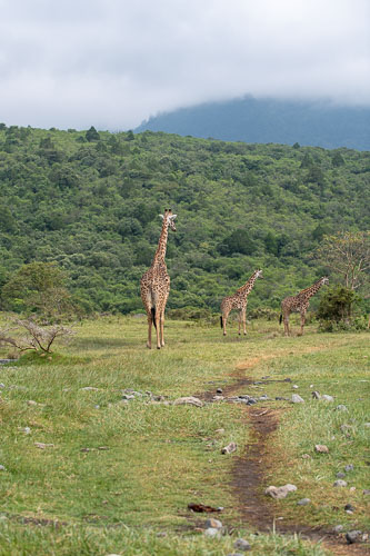 Giraffe _HMR5319.jpg