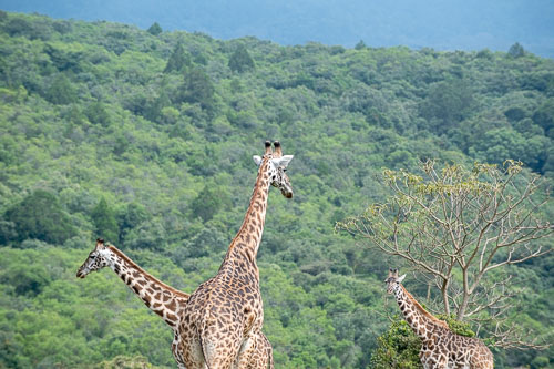 Giraffe _HMR5321.jpg