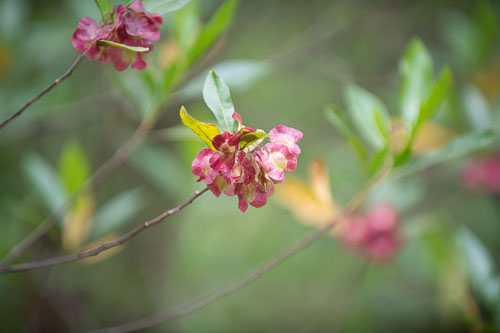 _HMR5345.jpg _HMR5345.jpg