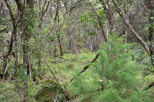 Savanna Baboon (Steppenpavian) _HMR5360.jpg