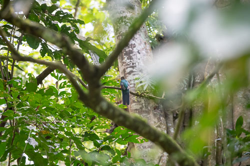 Bar-tailed trogon (?) _HMR5378_ExtApp_1821.jpg